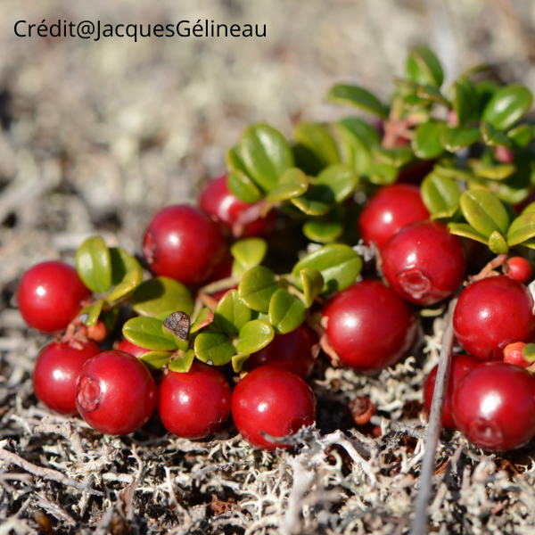 Confiture d'airelles