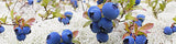 Tartinade de bleuets sauvages et rhubarbe 67 ml