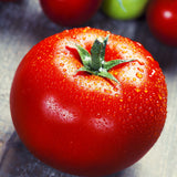 Ketchup de tomates et rhubarbe aux saveurs boréales